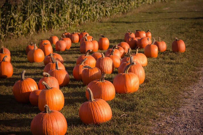 Iowa Fall Festival