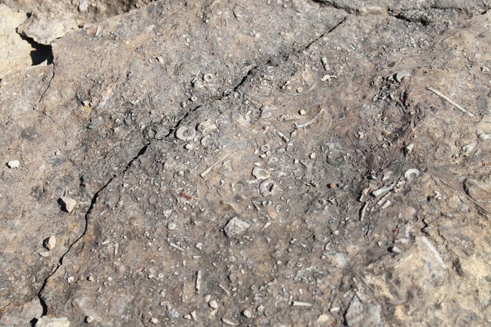 Devonian Fossils: Ocean Life in Iowa