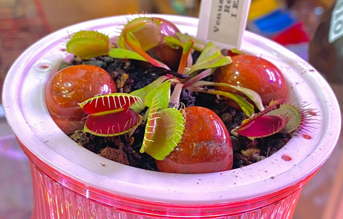 Plant your own Carnivorous Plant | Hoopla