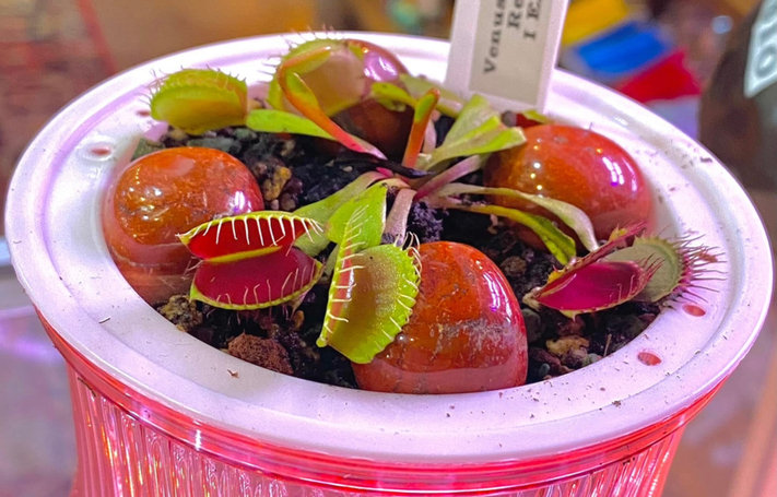 Excellence in the Arts