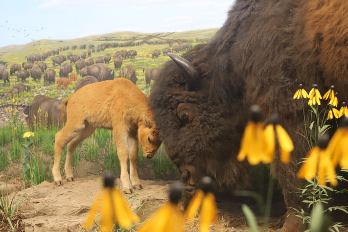 The Great American Bison Road Trip