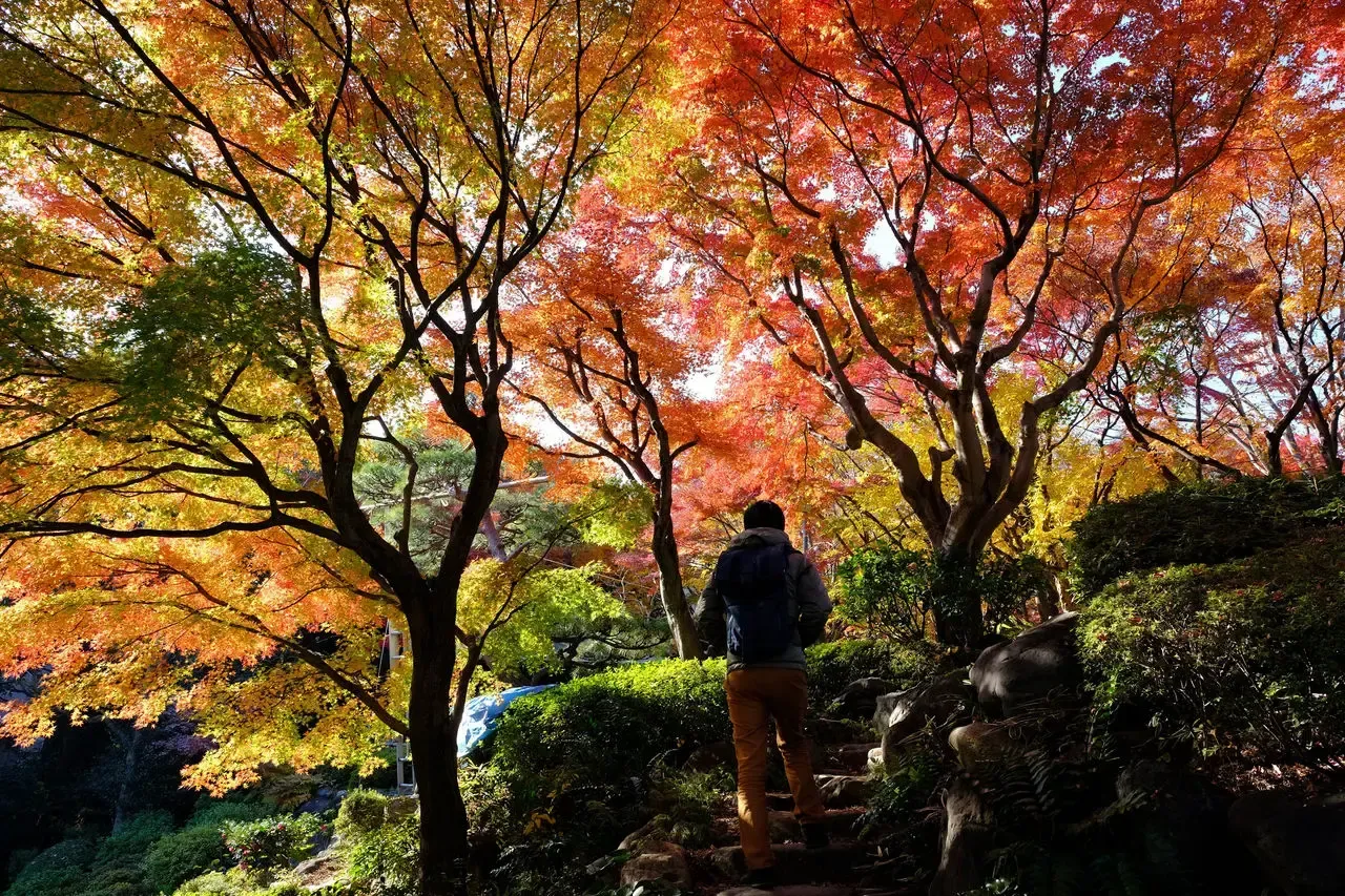 池田山公園の紅葉