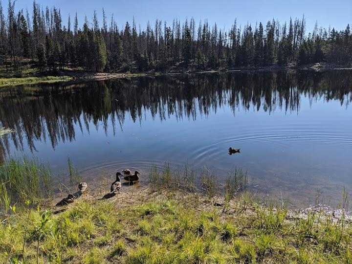Lily Pad Lake Trail Head - This is a fantastic hike, right out the door!  3.3 miles, family and dog friendly!