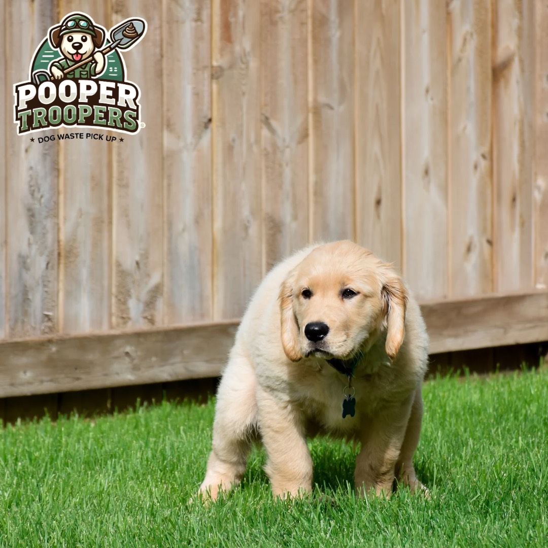 Cute puppy on green grass