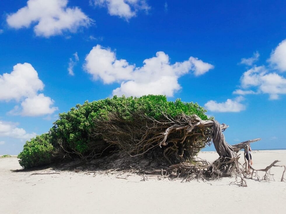 Árvore da Preguiça - Jericoacoara- Ceará