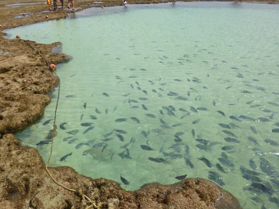 Piscinas naturais em Porto de Galinhas - ipojuca -Pernambuco