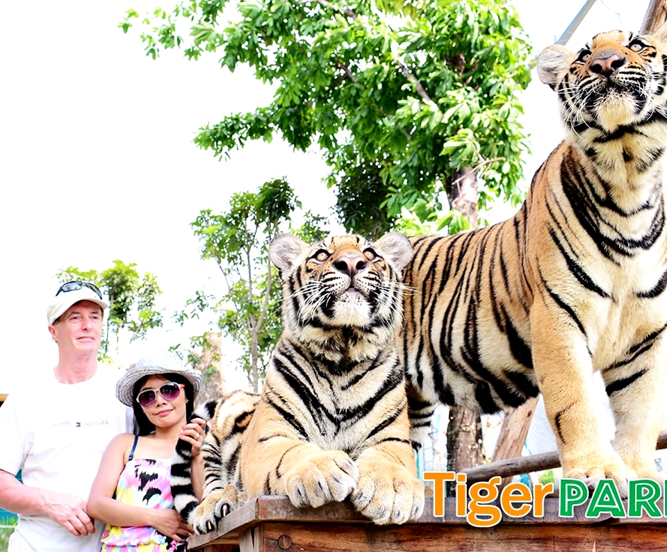 Tiger park pattaya. Тигровый парк в Паттайе. Тигриный зоопарк в Паттайе. Тайгер Смоллс. Контактный зоопарк с тиграми.