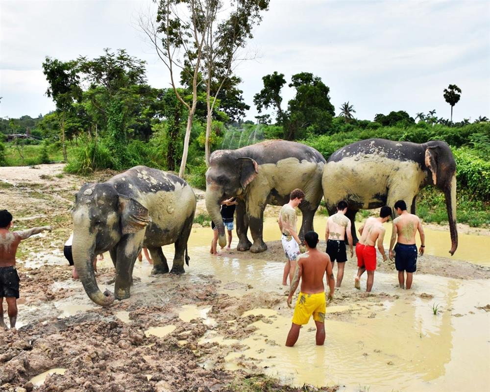 Elephant Jungle Sanctuary Pattaya Booking with Lower Rate