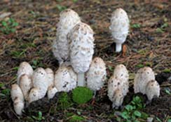 Coprinus comatus