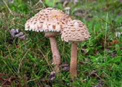 Macrolepiota procera