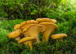 Cantharellus cibarius