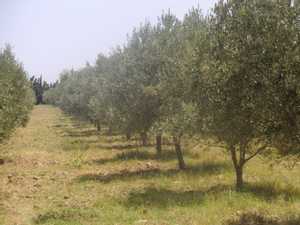 terrain agricol olives titre individuelle