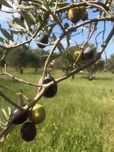 أرض صالحة للبناء مطلة على البحر