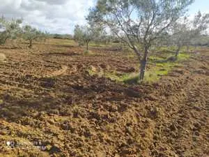 Terrain Hammamet