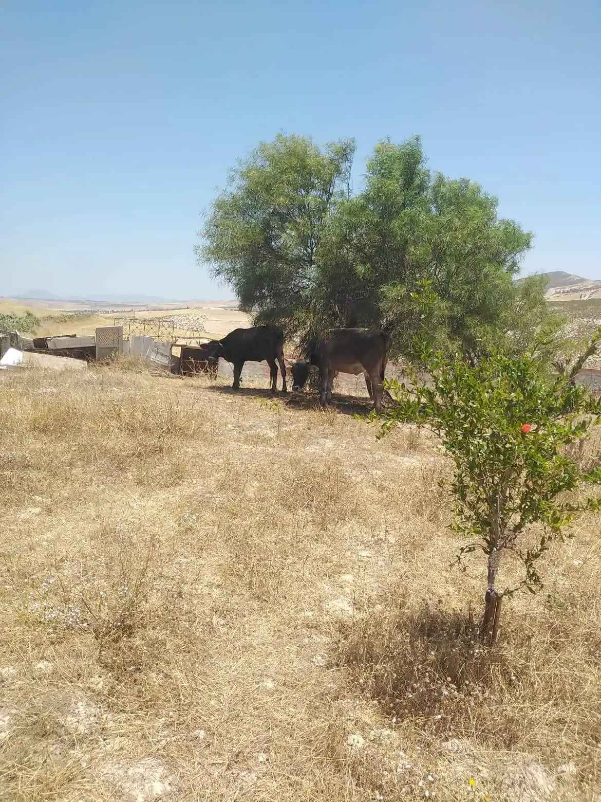 Ferme de 5Hk Ain Safsaf Zaghouan