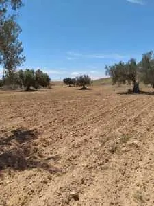 Une quinzaine de pieds d'oliviers à vendre à sfax