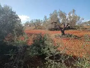 1 hectare oliviers à hammamet 