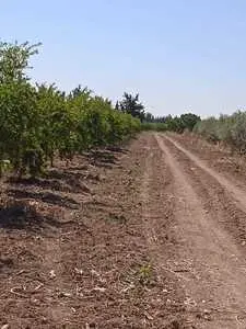 Terrain de 5 hectares et demi djdeida