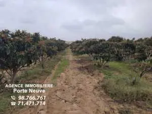 Ferme agricole à vendre à Slimen