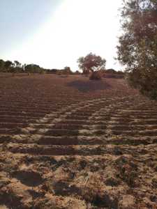 Terrain agricole a beni maaguel