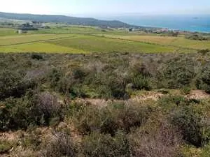 Un terrain à vendre à Demna - Metline du gouvernorat de Bizerte.