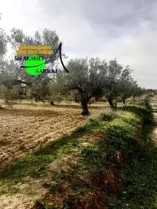 Un terrain Agricole de 19945M² plantées Olives (100) à Rmila 