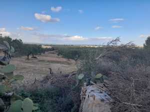 terrain agricole vue sur mer