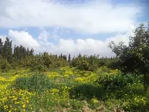 ferme de 15000m à hammamet 90698407