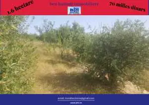 1.6 hectare à vendre 