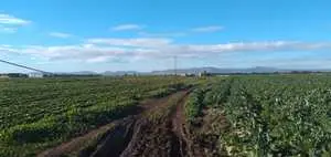 12 hectare agricole a tefloun entre korba et menzel 