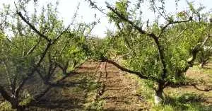 Ferme agricole à vendre à Nabeul Bir Drassen 