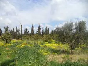 ferme de 15000m à Hammamet 90698407