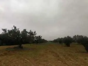 Deux hectares zitoune à zaghouan