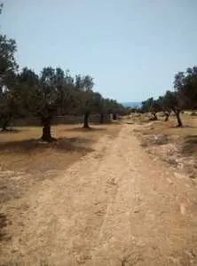 terrain sur les hauteurs de mrezgua