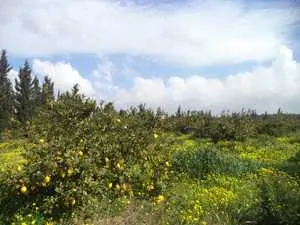 Ferme de 15000m à hammamet 90698407