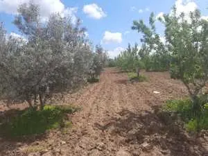 Ferme de 2000 olive et amande au route 