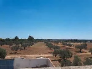 Vente de terrain agricole situé à Sousse,Kalaa Kbira,Kondar.