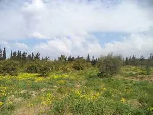 terrain agricole de 15000m 🍋🍋à hammamet 90698407