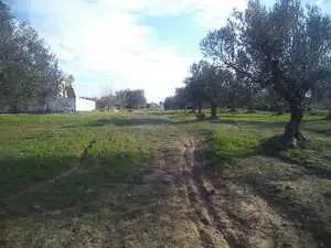 Terrain de 500m a 45MD a hammamet sud 99202001