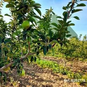 Un terrain d’arbres fruitiers à El Alelgua Mornag