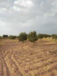 Des pieds d'oliviers à sfax à vendre