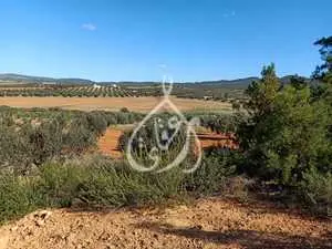 1 hectare 9600m² arboré à Sidi Jdidi 