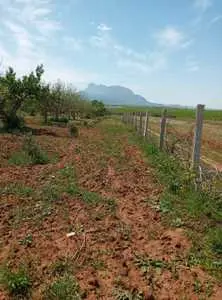 Terrain agricole demi hectare avec une vue panoramique sur djbel zaghouan