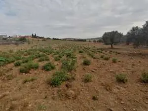 Terrain agricole à bayoub,Nabeul