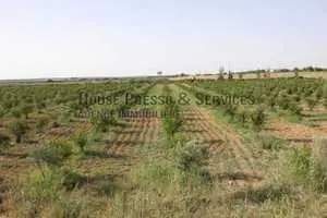 Ferme 8 hectares à route kairouan