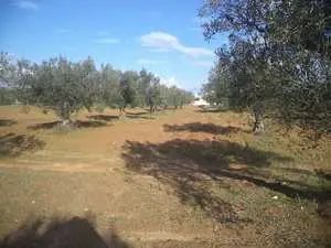 ❌❌terrain 500m à 45MD à hammamet sud 90698407❌❌