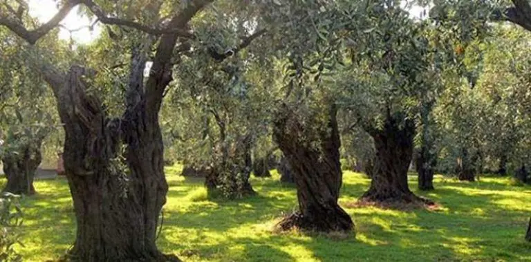 Terre d'oliviers à Kelibia a Nabeul Tunisie