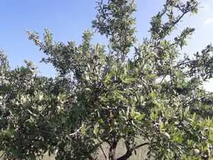 sania olives