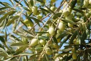 Hectares et Demi 73 Olives sur la route principale à el boura Kalaa kebira T B