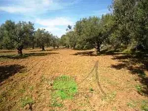 Terrain Agricole 9000M² A Sidi Bouali,Ouriemma